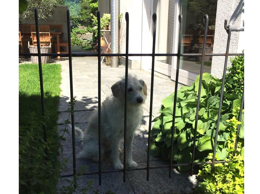 Selbst gebogener Zaun mit Hund melabel® Steckzäune