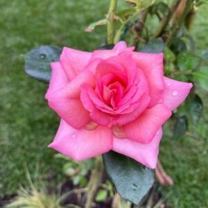 Die blühende Rose am Rosenbogen aus rostigem Metall