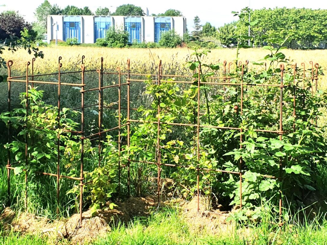 Ein Beet mit Frucht-Sträucher umrandet von Rankspalieren aus Stahl