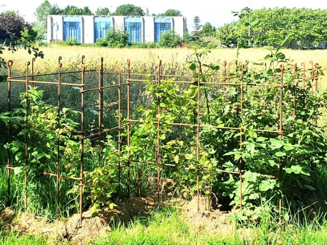 plantenklimreken Trellis Het stevige metalen trellis ondersteunt je klimplanten
