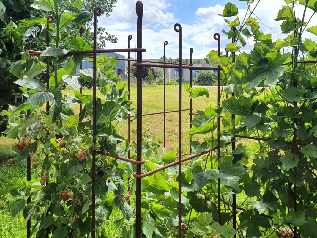 Der Himbeerstrauch wird durch das Eisenspalier zusammen gehalten