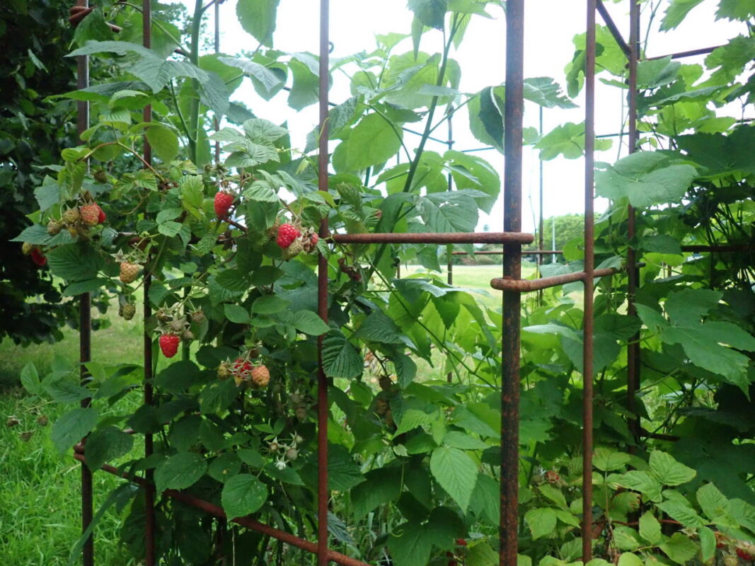 Die Himbeeren reifen heran und werden von dem Spalier gehalten