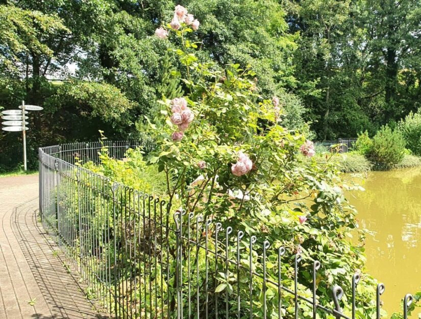 Rozen in bloei bij een omheind meer in het park.