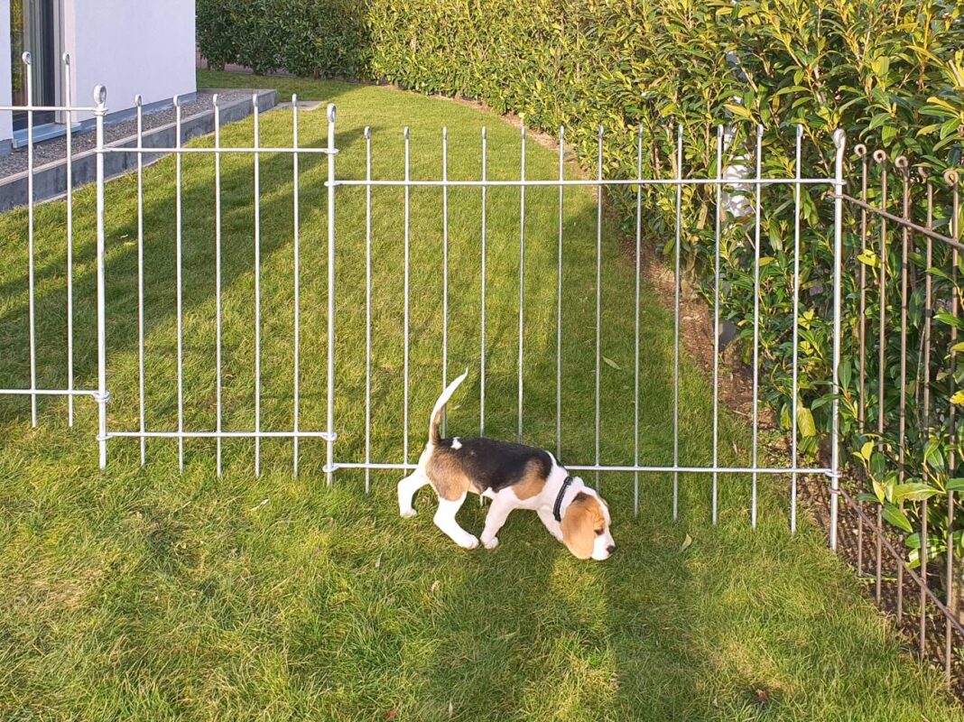 Hondenomheining anno Het duurzame, snel te monteren tuinhek