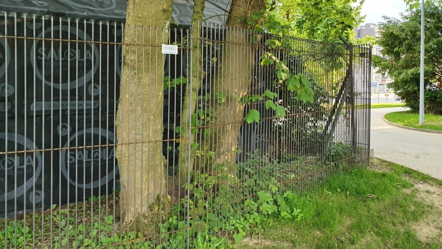 Les poteaux de la clôture enfichable ont pu être enfoncés sans problème à travers le trou percé dans les racines de l'arbre épais.