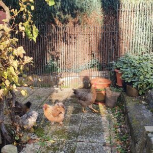 Garten eingezäunt für Hühner. Die Hühner laufen zusammen mit dem Hund im Garten.
