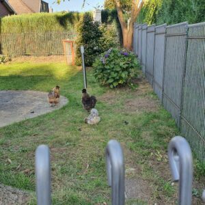 Hühner im Garten sicher einzäunen