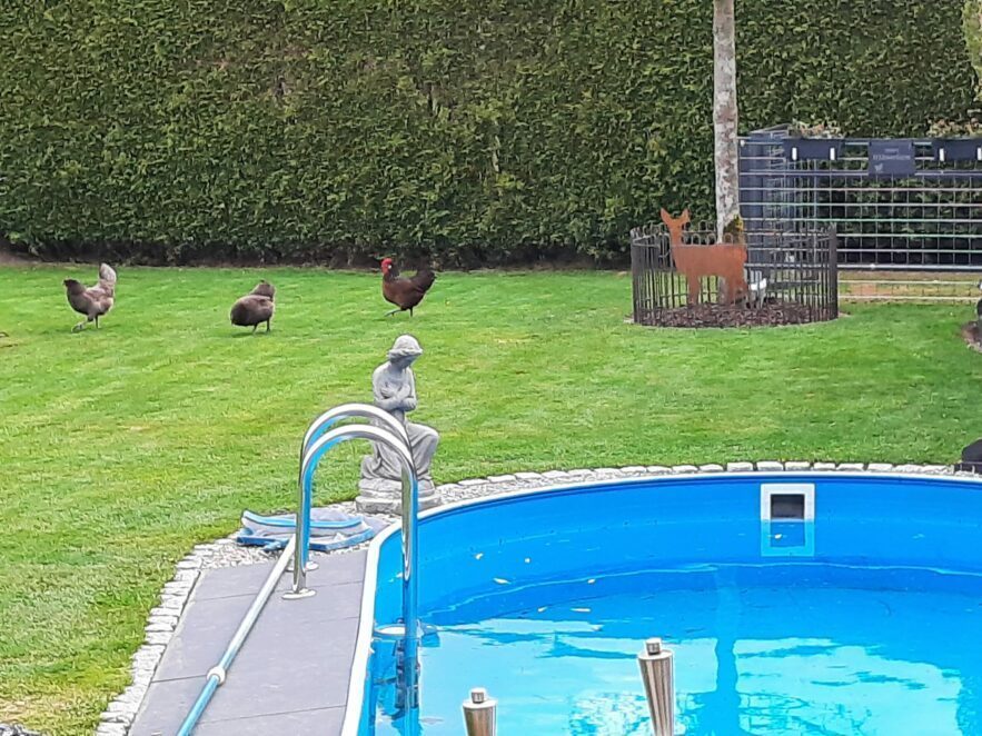 Die Hühner laufen auf dem Rasen vor dem Pool. Der runde Zaun schützt das Beet um den Baum.