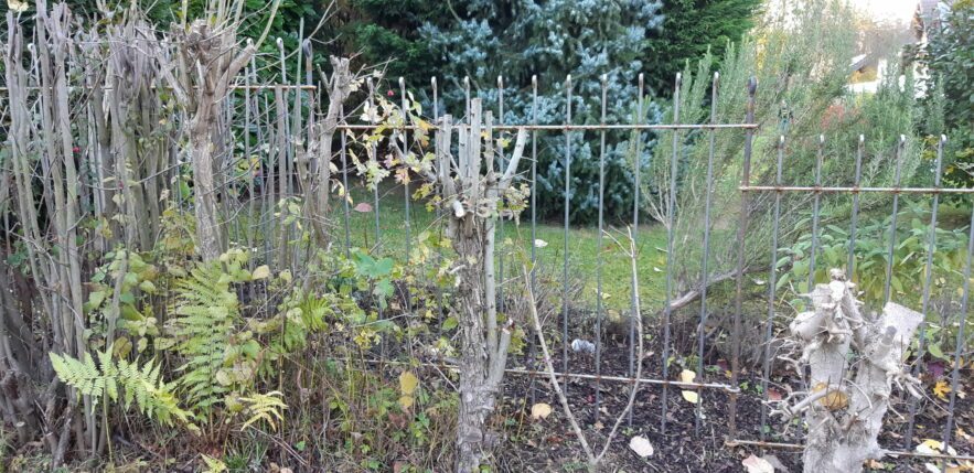 Ein toller Gartenzaun. Mittlerweile setzt der Stahl-Zaun gewollt Rost an.