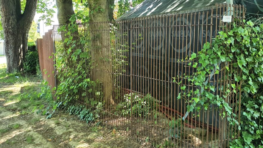Après presque un an, la clôture rouillée se couvre lentement de lierre et d'érable.