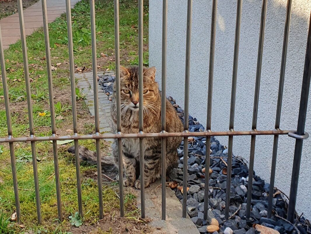 Kleine hondenomheining engmaschig Geschikt voor alle kleine honden, de staafafstand is slechts 4,3 cm!