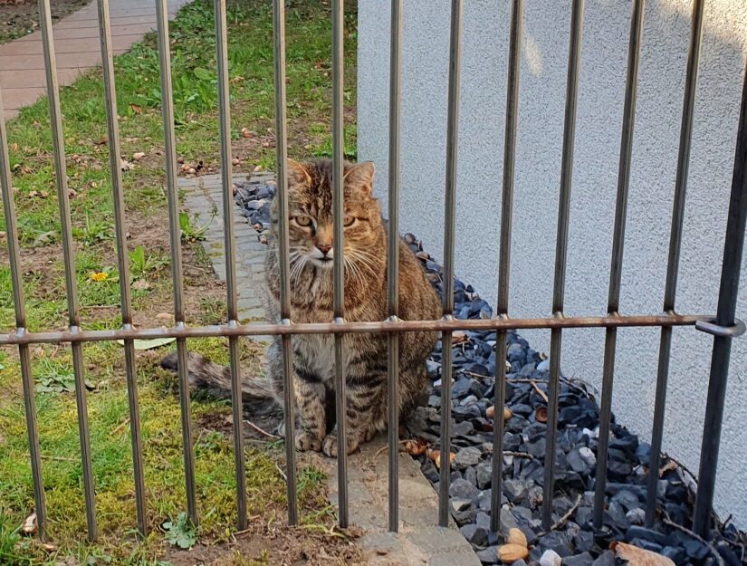 Eine Katze kommt nicht durch den engmaschigen Zaun hindurch.