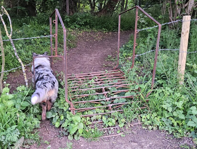 Der australische Sheppart-Hund passt problemlos durch die Hundeöffnung neben dem Geländer.