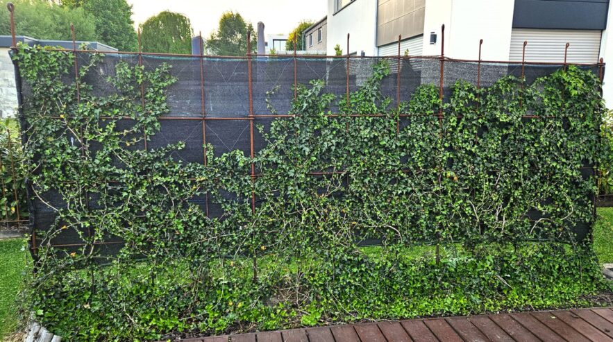 Drei Jahre später wurde ein Sichtschutzfließ angebracht und der Efeu war inzwischen etwas größer geworden.