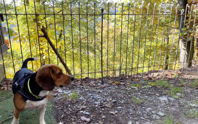 Zaun am Ferienhaus für unser Hund