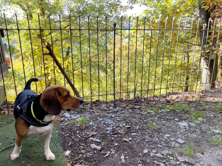 Zaun aus Stahl für einen Hund im Boden gesteckt