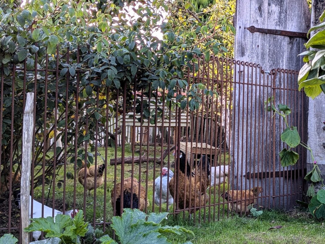 Der Zaun kommt bei uns zum Einsatz, um die Hühner vom Gemüsegarten fern zuhalten - entsprechend sind die Hühner nicht so zufrieden 🤣.