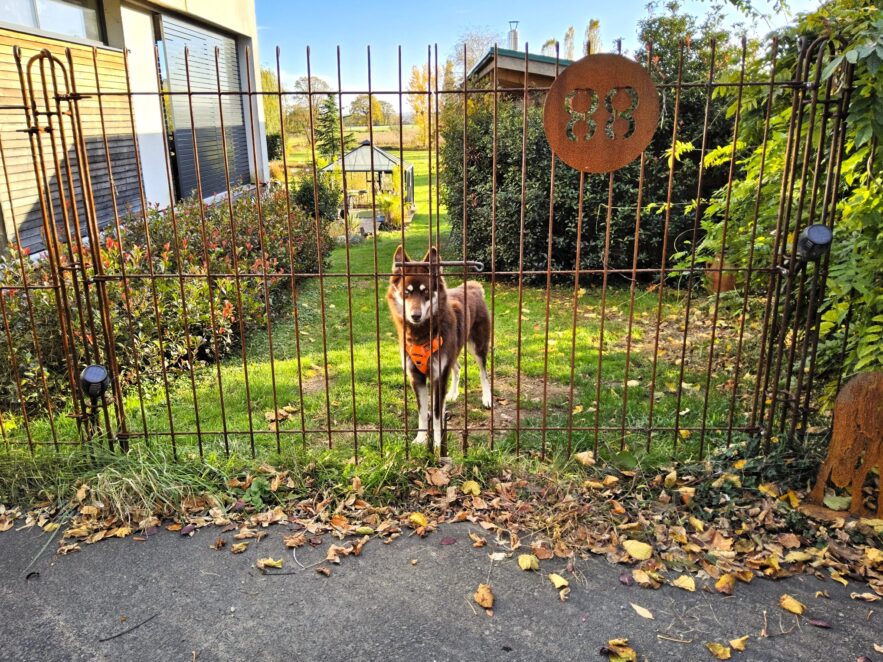 We zijn erg tevreden met het hek en ook de buren zijn blij met het mooie uiterlijk. Onze hond voelt zich ook op zijn gemak :-).