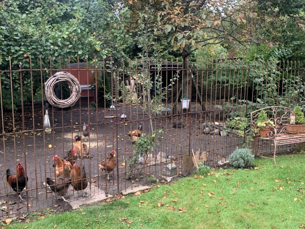 Une clôture brute de 170 cm de haut avec une porte sert d'enclos pour les poules.