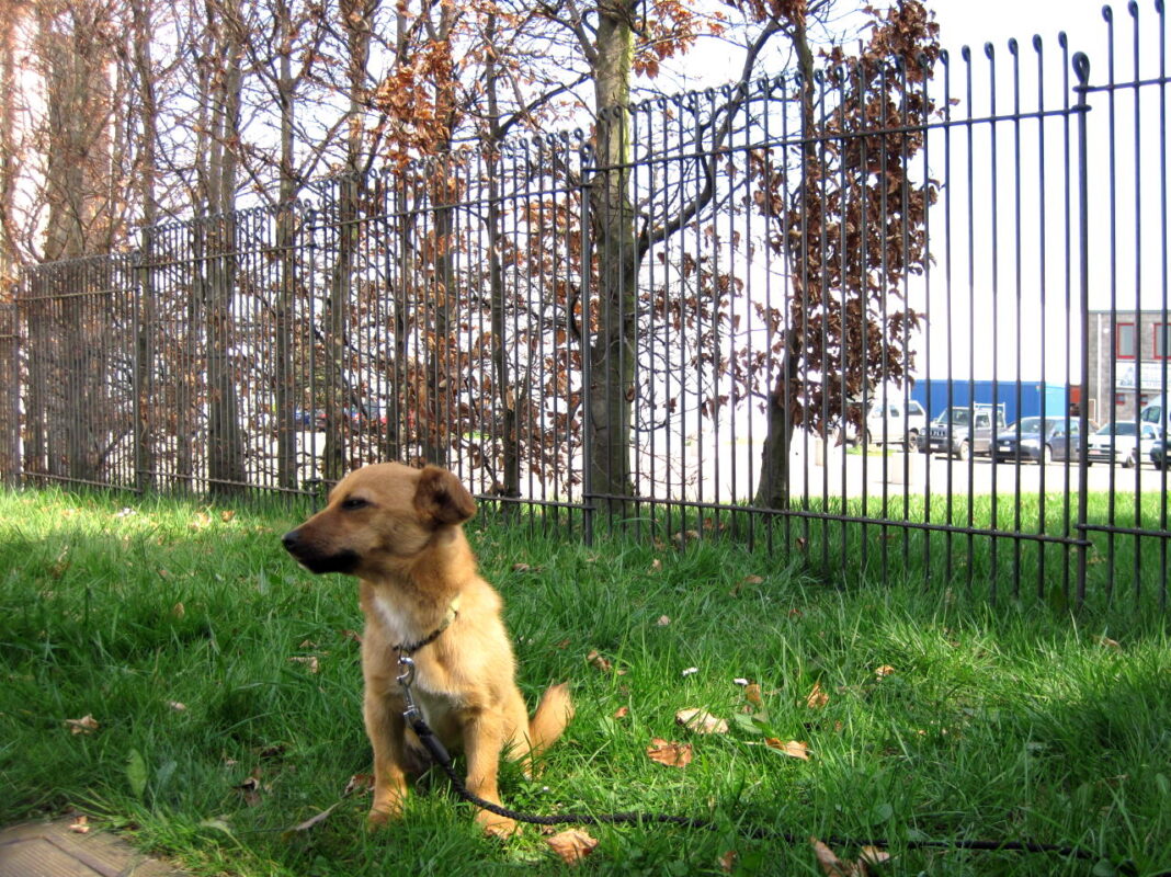 Kleine hondenomheining engmaschig