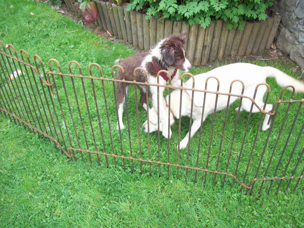 Zaun als Hunde Auslauf im Garten melabel® Steckzäune