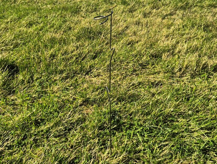 Der Spiral-Pflanzstab mit Blättern bildet nach dem ersten Regen Edelrost.