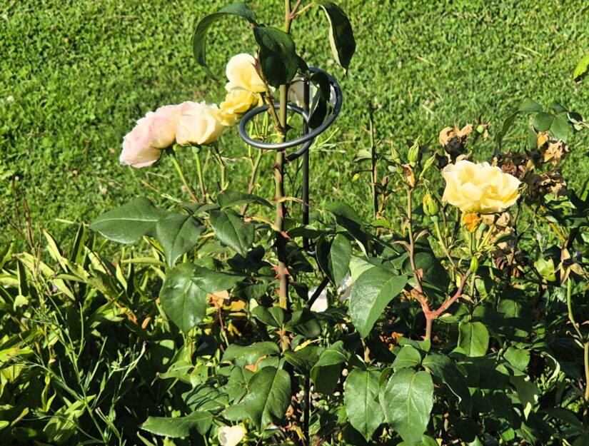 Die Stützstange für Blumen wird nach kurzer Zeit rostig werden.