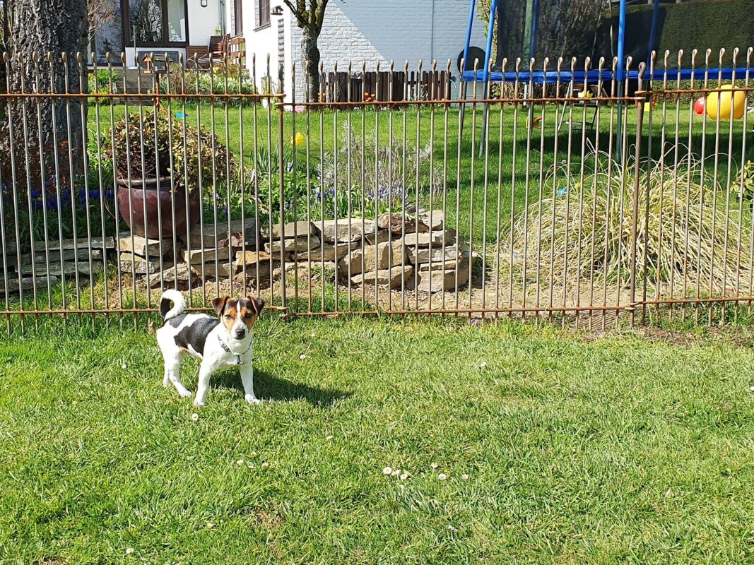 Chiot Jack Russell dans le jardin devant sa clôture à mailles serrées