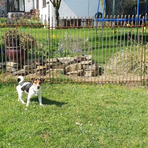 Juck Russell Terrier Welpe im Garten vor seinem engmaschigen Zaun