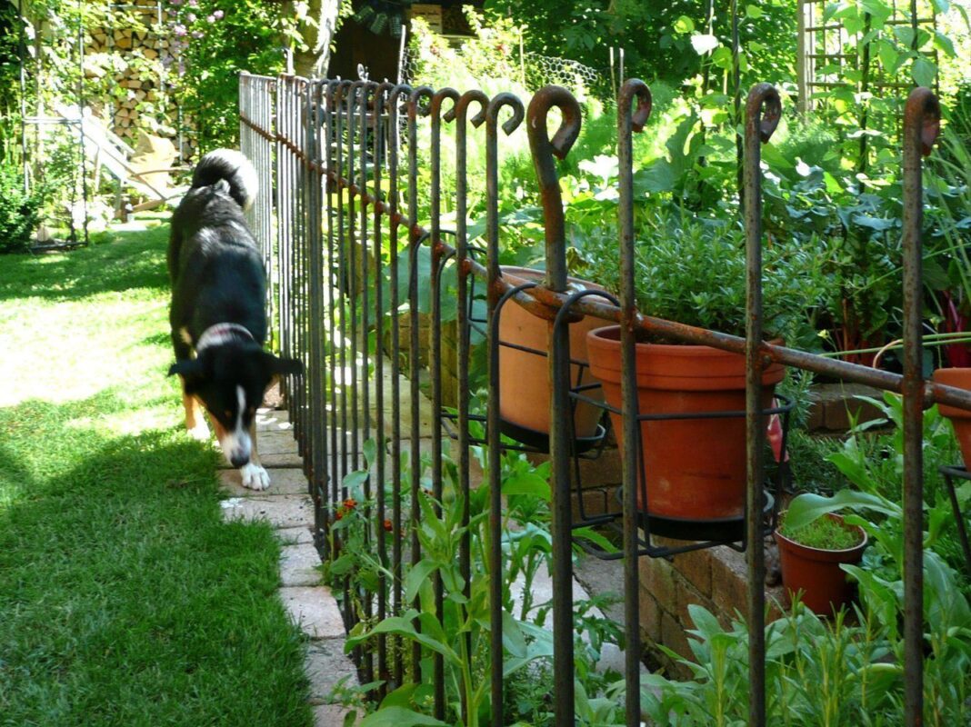 Der Hund geht am Zaun vor dem Gemüsebeet