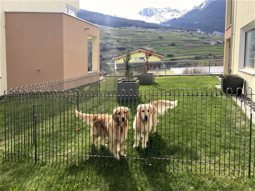 Rasengitter "rabbit-99-roh" mit Stabilisierungspflöcken und den Hunden