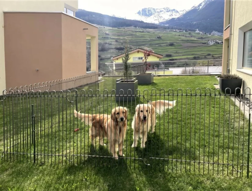 100 cm hoge hekken op het gazon met stabilisatiepalen voor twee golden retrievers.