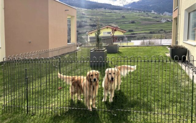 Gitter für Hunde auf dem Rasen