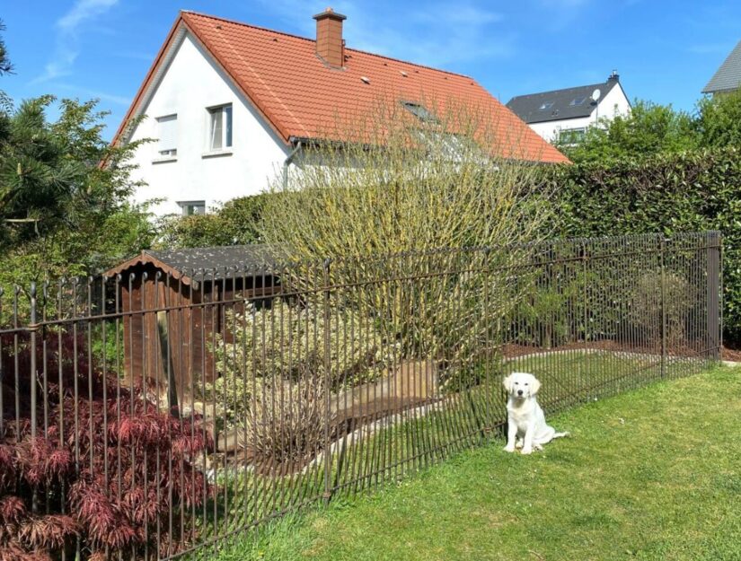 Stalen insteekhek met een Golden Retriever puppy.