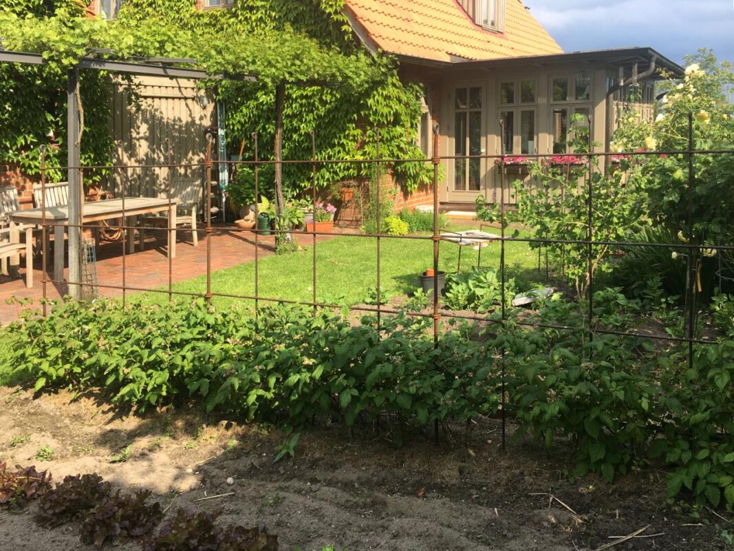 Spalier im Himbeer-Beet aus rostigem Eisen.
