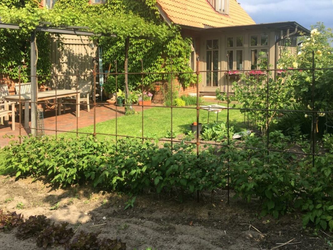 himbeerspalier-rankspalier-eisen-rostig-1200x900