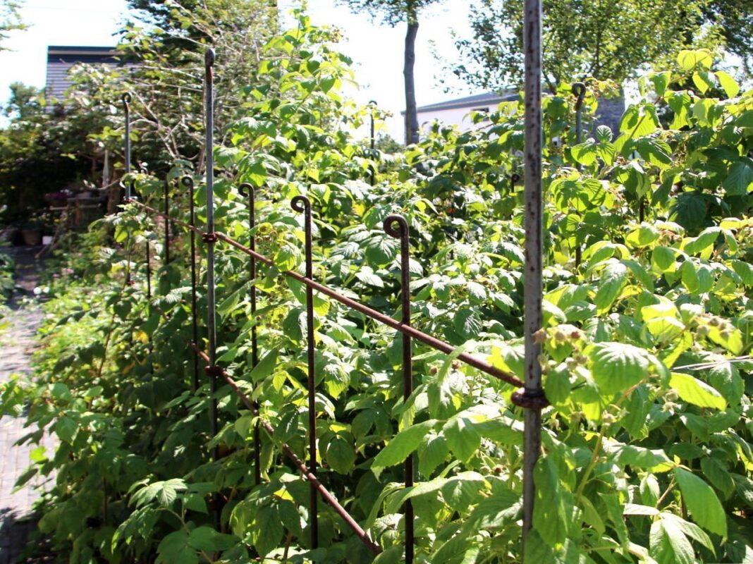 Die Himbeerspaliere werden mit den längeren Verbindungsstäben verbunden