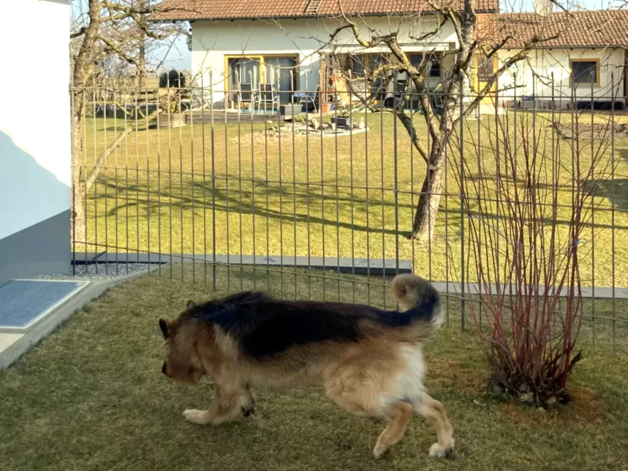 Der Schäferhund hat sein eingezäuntes Gehege neben dem Haus