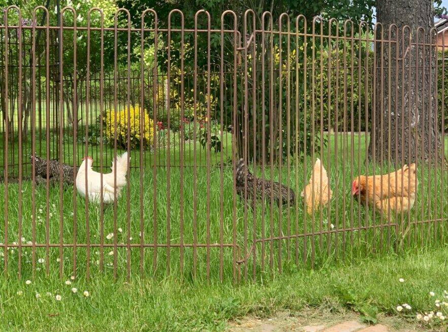 Die Hühner sind in Ihrem Freilaufgehege im Garten