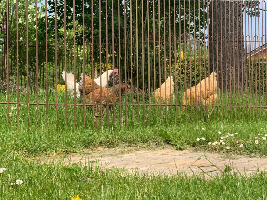 Die Gitter für die Hühner können auf dem Rasen leicht versetzt werden.