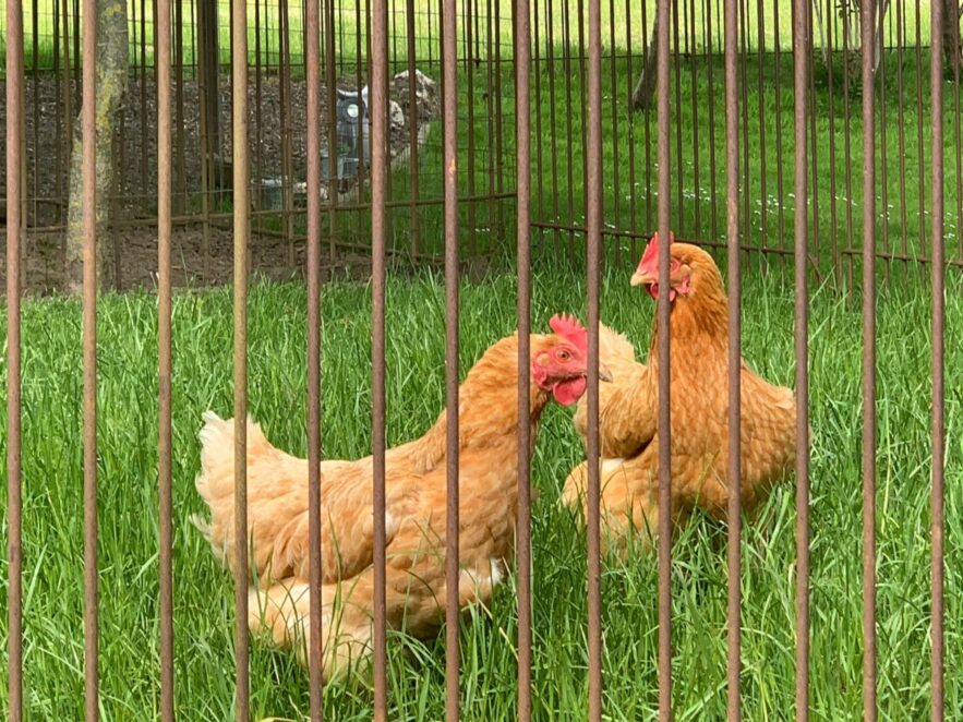 Die zwei Hühner sind in Ihrem mobilen Freilaufgehege und fressen das Gras