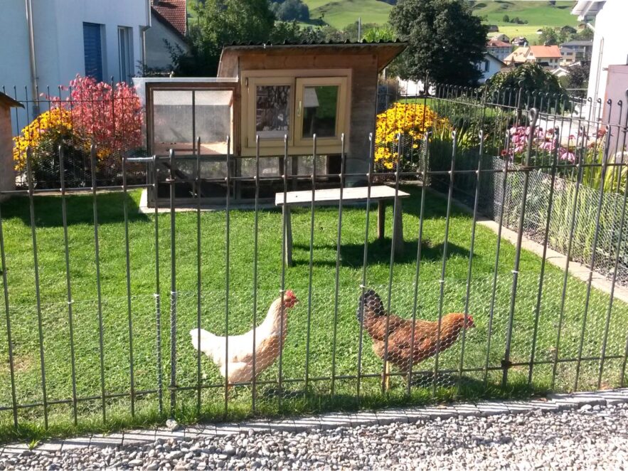 Stabiler Metallzaun für Hühner