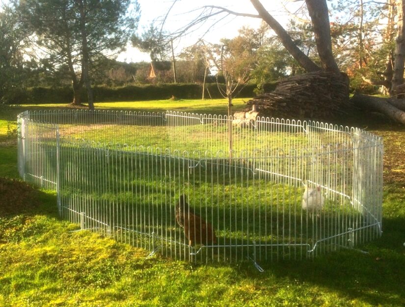 Des poules picorent sur la pelouse dans votre enclos en plein air en métal inoxydable.