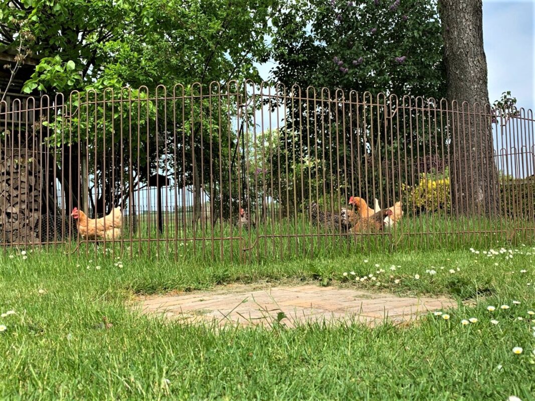 Mobile Hühnergitter für Rasenhaltung von Geflügel aus Stahl rabbit-99-roh