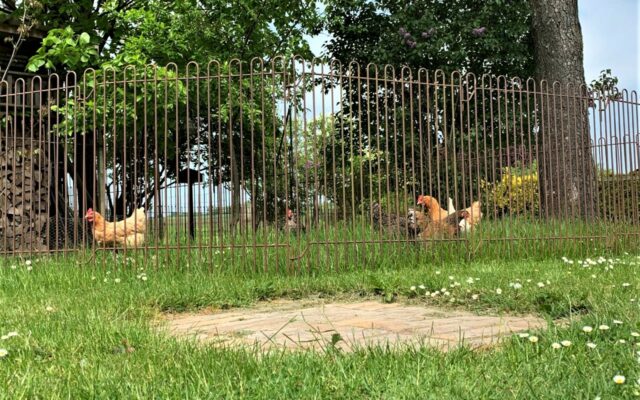 Mobile Hühner Gitter auf dem Rasen