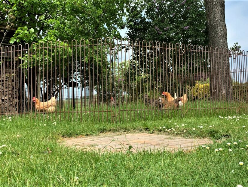 Die Gitterelemente mit einer Höhe von 99 cm als Auslauf für Hühner auf dem Rasen (rabbit-99-roh).