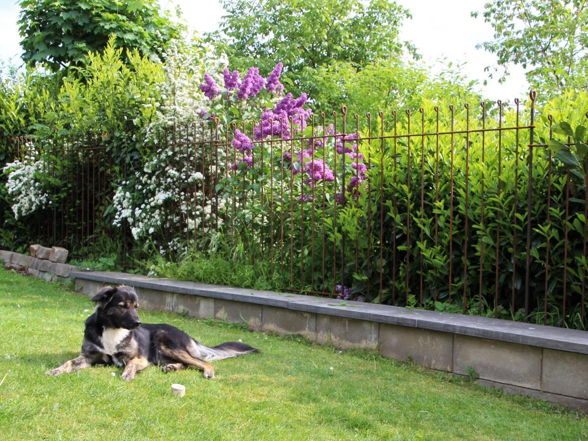 Zaun als Hunde Auslauf im Garten melabel® Steckzäune