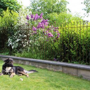 Der Hund liegt auf dem Rasen vor der Mauer mit dem Zaun und dem Gehölz