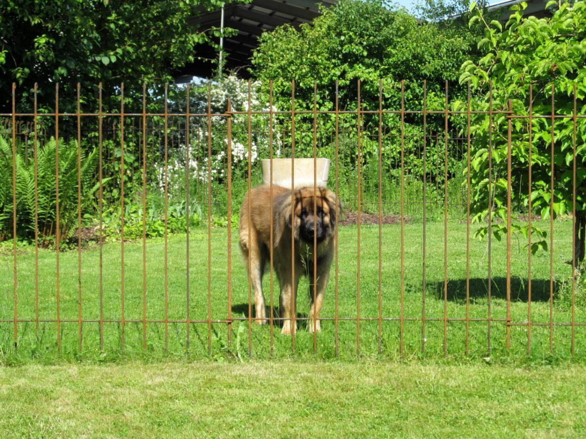 Abgrenzung im Garten für einen großen Hund melabel® Steckzäune