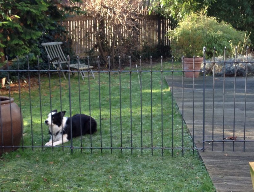 Der Zaun zwischen Hecke und Haus hält den Hund im Garten.